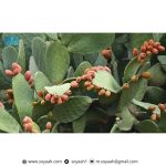 الأمير حسام بن سعود يطلع على تقرير أعمال موسم صيف الباحة 2025