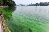 طحالب سامة تلوث بحيرة مشهورة في فيتنام
