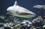 إعادة فتح شاطئ بولاية فلوريدا الأمريكية بعد هجوم مزدوج نادر لأسماك القرش
