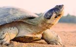 قطر:البلدية والبيئة تحث مرتادي الشواطئ على التعاون معها لإنجاح موسم تعشيش السلاحف