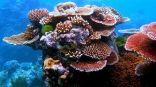 زيادة حموضة المحيطات تهدد الشعاب المرجانية بالتحلل