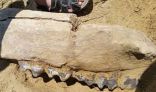 عرض حفرية لحيوان من فصيلة الخرطوميات يعود تاريخها لما قبل 15 مليون سنة بالصين
