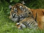 تقرير: نمر يقتل حارسة بحديقة حيوانات في انجلترا