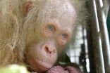 تحسن صحة قردة مهقاء نادرة بعد 10 أيام على إنقاذها في إندونيسيا