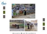 “الحراثة التقليدية” في الباحة.. إرث زراعي يتجدد مع مهرجان الأطاولة