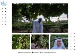 ميسان.. عناقيد العنب تزدهر على سفوح الجبال
