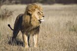 “الأسد الأفريقي” و “الفهد المرقط” يواجهان خطر الانقراض بسبب قلة الطعام