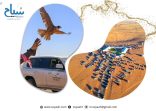 مهرجان الصقور بالقصيم يواصل فعاليات نسخته التاسعة